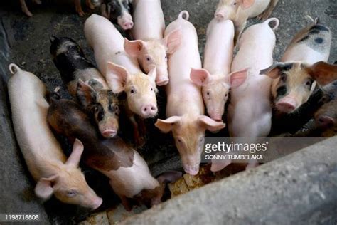 Bali Pig Photos And Premium High Res Pictures Getty Images