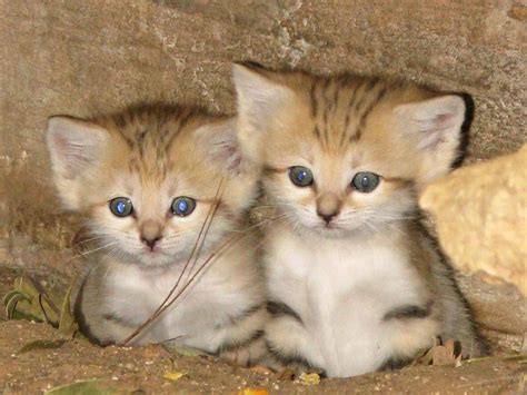 Maybe you would like to learn more about one of these? New Litter of Sand Cats at Tel Aviv Safari Park - ZooBorns