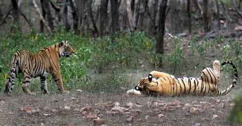 Dangerously Scarce 50 Years Ago Indias Tigers Bounce Back