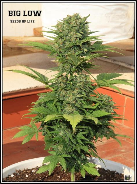 Si eres amante de esta hermosa planta seguro que alguna vez se te habrá pasado por la cabeza la idea de cultivar tus propias plantas de marihuana en casa. 9-7-2013 Añorando el cultivo de marihuana en exterior ...