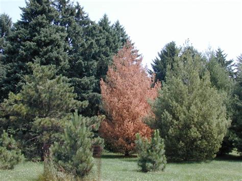 Pine Diseases The Morton Arboretum