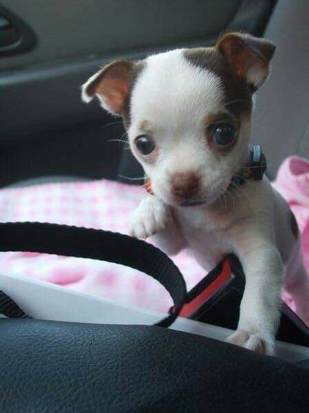 Cutest Chihuahua Pics Pets Lovers