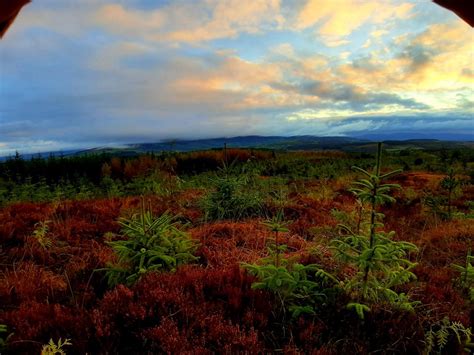 Red Stags Game Hunting Ireland