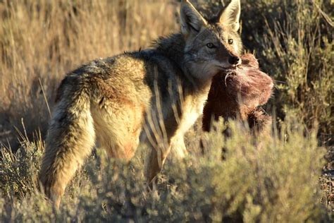 Do Coyotes Eat Large Dogs