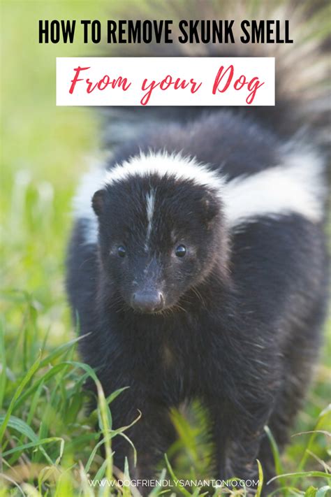 Smell Ya Later! What To Do If Your Dog Gets Sprayed By a Skunk - The