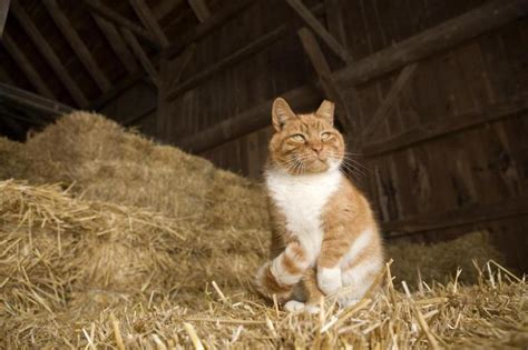 Barn Cat Program