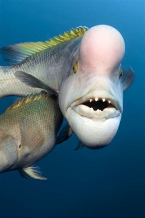 10 Most Scariest Looking Fish In The World Scary Fish Scary Animals
