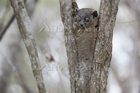 Hubbards Sportive Lemur Lepilemur Hubbardorum In Tree Fork