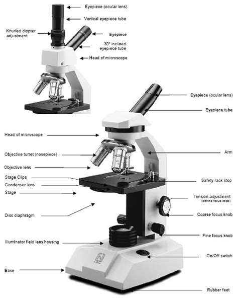 Depending on what features you need, you can find basic compound microscopes for less than $100, but models. 5 Best Images of Labeled Compound Microscope Worksheet ...