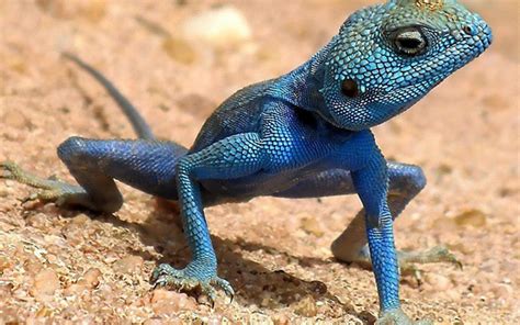 40 Naturally Occurring Blue Colored Animals Tail And Fur