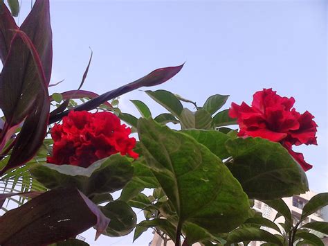 Trim the main stem of the hibiscus plant back so that it remains only approximately 5 inches high. Garden Care Simplified: Holes in Hibiscus leaves Save ...