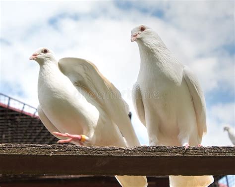 Pair Of White Doves Pigeons Perched On A Perch Stock Image Image Of