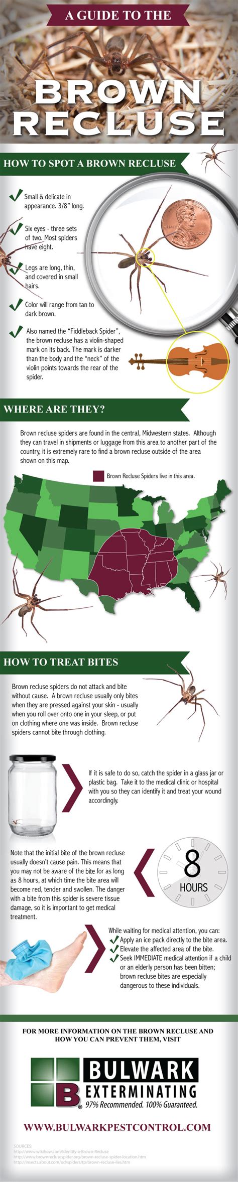 A Guide To The Brown Recluse Infographic Brownrecluse Brown