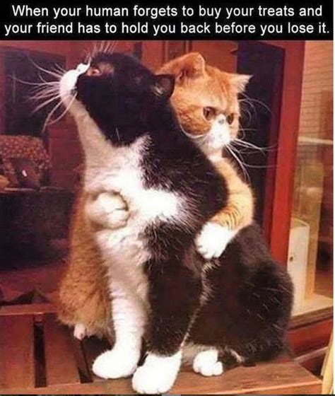 31 Purr Ific Cat Memes To Help Celebrate The Best Day Of The Week