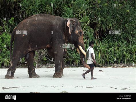 Rajan The Worlds Last Ocean Swimming Elephant With His Human Keeper