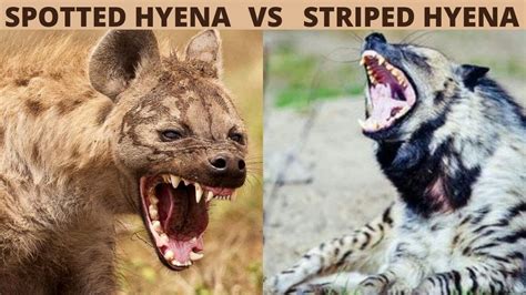 Spotted Hyena Vs Striped Hyena In Hindi Jungle Safari Youtube