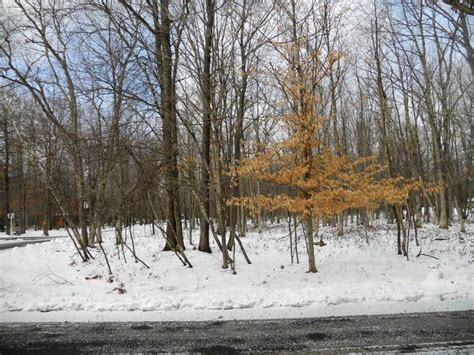 Maybe you would like to learn more about one of these? Tantalizing Towamensing Trails Lot For Sale in ...