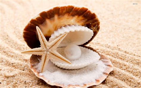 Sea Shell Wallpapers Wallpaper Cave