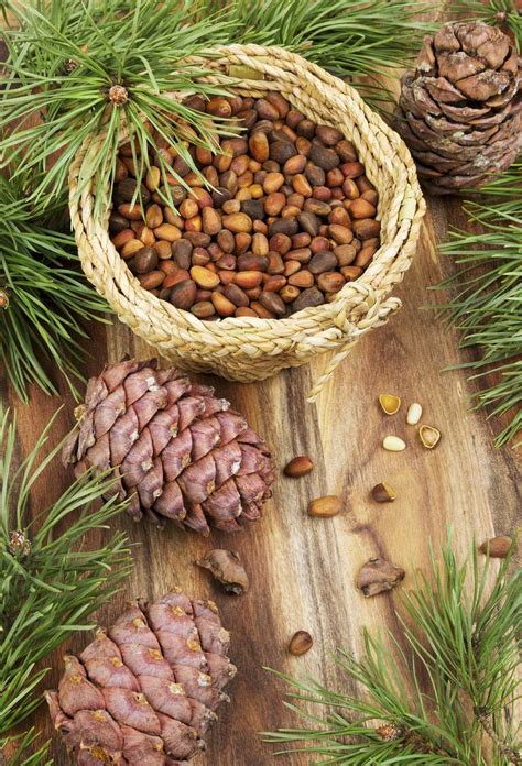 Pine Nut Harvesting When And How To Harvest Pine Nuts Wild Food