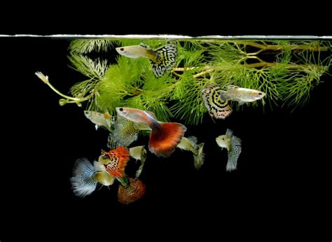 Learn also some interesting tips in breeding these lovable guppies and earn good these characteristics make guppies attractive to most aquarium enthusiasts. 44 Different Types of Guppies (Plus Fun Facts)