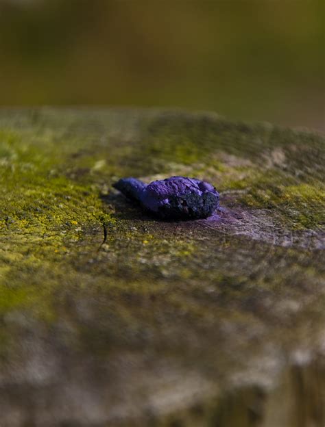 Purple Bird Poop Tony Metcalfe Flickr