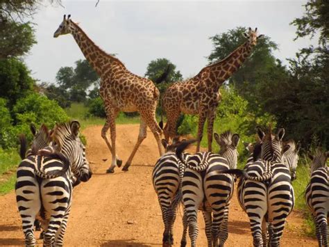 Top 10 National Parks And Game Reserves In Kenya