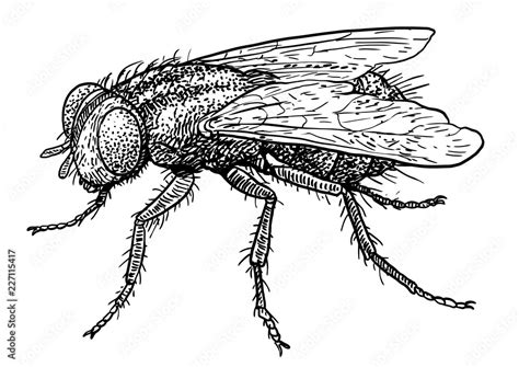 Fly Illustration Drawing Engraving Ink Line Art Vector Stock