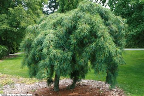 Weeping Pine Tree Varieties Say It One More Microblog Portrait Gallery
