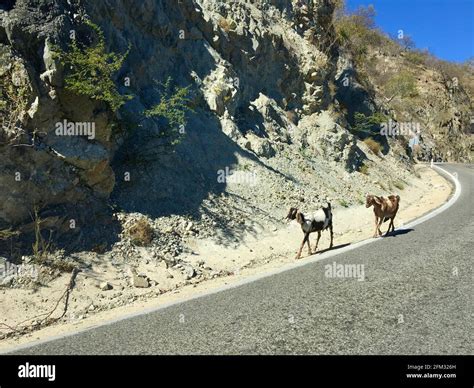 A Goat Two Goats Hi Res Stock Photography And Images Alamy