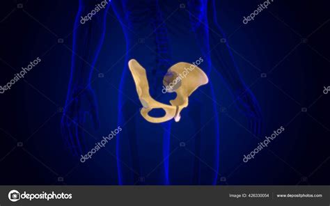 Human Skeleton Hip Pelvic Bone Anatomy Medical Concept Illustration