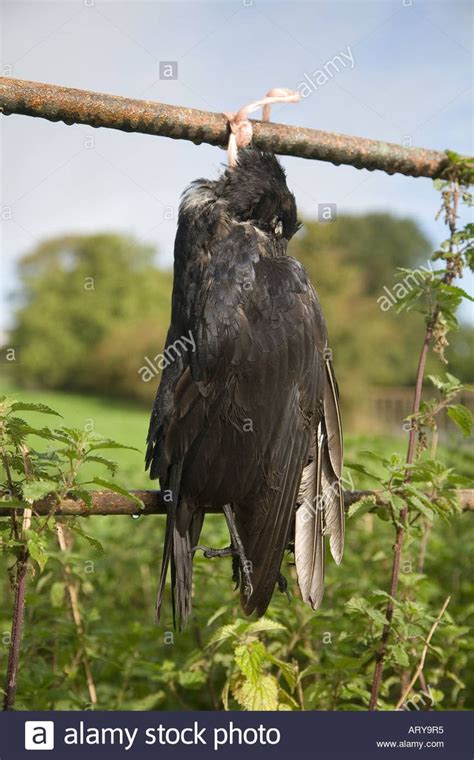 Download This Stock Image Dead Crows Hanging On Wire Fence In The Trough Of Bowland Lancaster