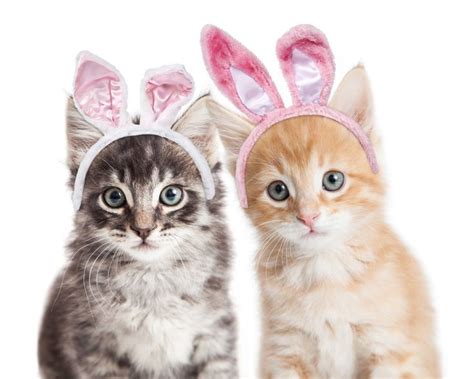 25 Cats And Kittens Who Are Ready For Easter Pictures Cattime In