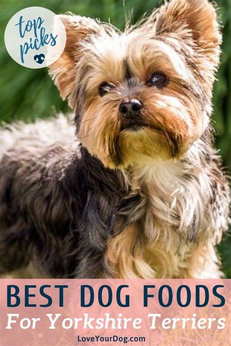How do you transition to new dog food? Best Dog Foods For Yorkies: Puppies, Adults & Seniors ...
