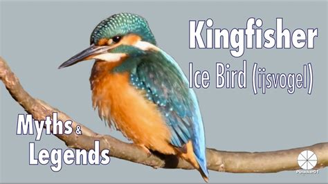 The Ice Bird Legend Ijsvogel Or Kingfisher Of Holland And The Myths