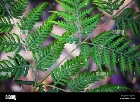 Close Up Of Fern Plant Stock Photo Alamy