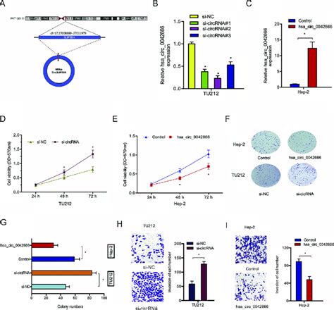 Knockdown Of Hsa Circ 0042666 Promotes LSCC Cells Progression A The