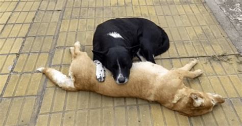 Dog Remains By His Dead Friends Side For Hours After He Is Killed By A