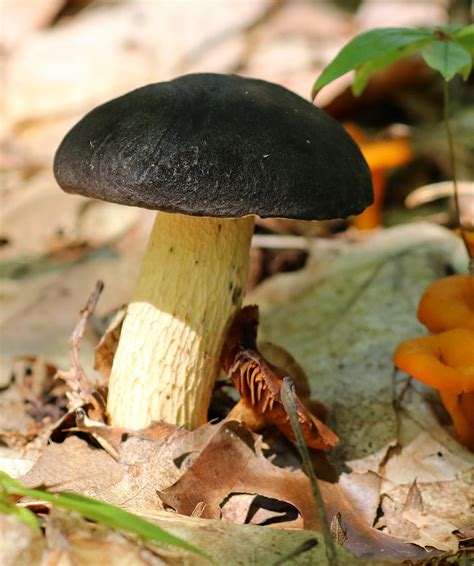 Black Cap Mushroom Photographed In Killbear Provincial