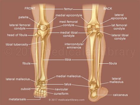 Leg Bones Medical Illustration Leg Bones Leg Muscles Diagram Leg