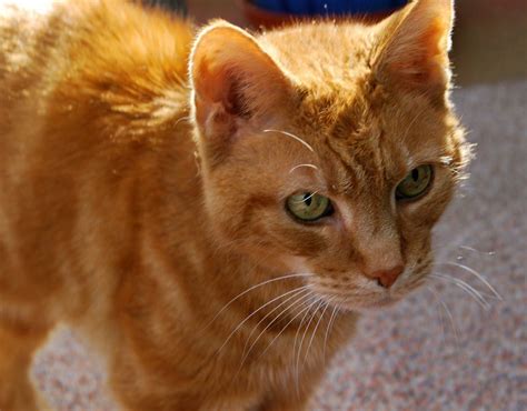 Ginger Cat Ginger Cats Orange Cat Kit Kat Cat Names Warrior Cats