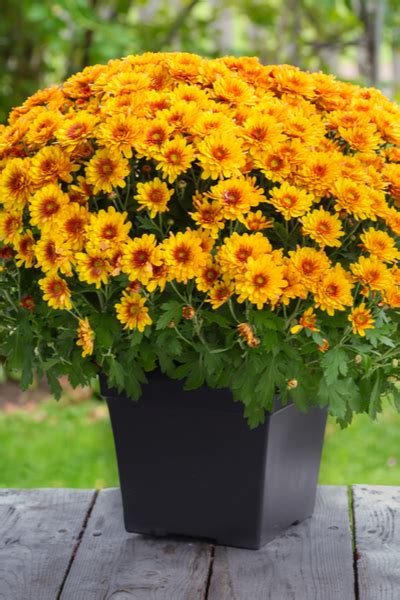 How To Get Your Hardy Mums To Bloom This Fall Summer Mum Care
