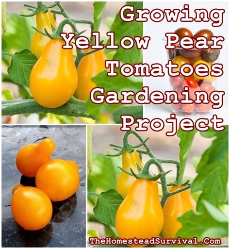 Growing Yellow Pear Tomatoes Gardening Project The Homestead Survival