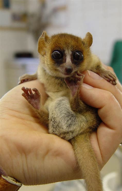 10 Super Cute Lemur Species Viewkick