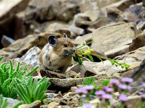 To Save Climate Sensitive Pikas Conservation Efforts Need To Get Local