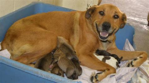 Cuidar A La Mamá Perra Cuando Haya Dado A Luz A Sus Cachorros