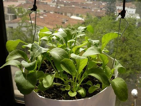 Growing Arugula In Pots And Containers A Basic Guide Dengarden