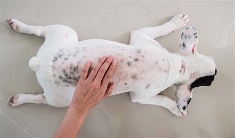 Below are a few more photos showing dogs with black spots on their skin and/or fur 9 Common Dog Skin Problems with Pictures (Prevention and ...