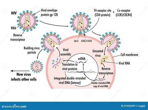 Hiv Virus Stock Vector Illustration Of Mrna Biology 41446409