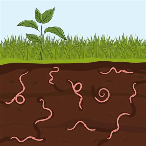 Worm Farm Illustrations Royalty Free Vector Graphics And Clip Art Istock
