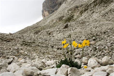Dolomite Flowers Italy Stock Image Image Of Nature Natural 16072247